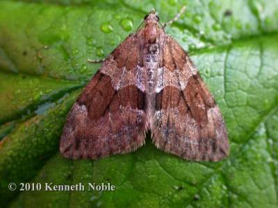 grey pine carpet (Thera obeliscata) Kenneth Noble